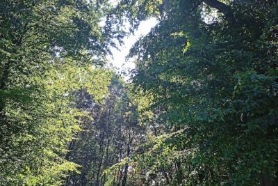 Agrandir l'image 132526