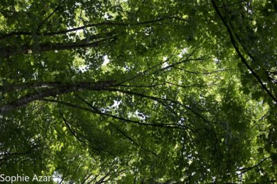 Agrandir l'image 132750