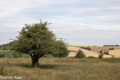 Agrandir l'image 132743