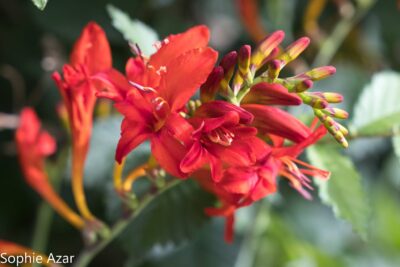 Agrandir l'image 132732