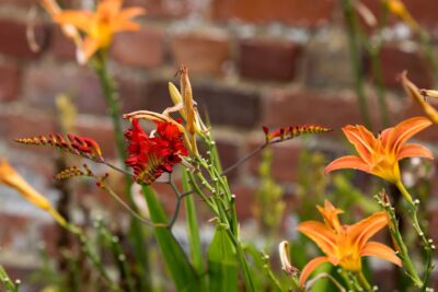 Agrandir l'image 132733