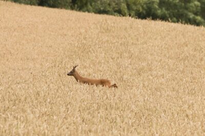 Agrandir l'image 132735