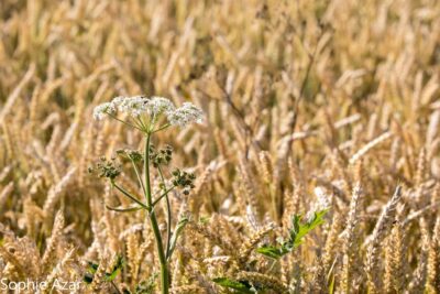 Agrandir l'image 132734