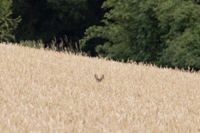 Agrandir l'image 132731