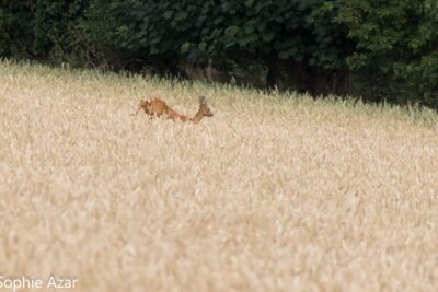 Agrandir l'image 132728