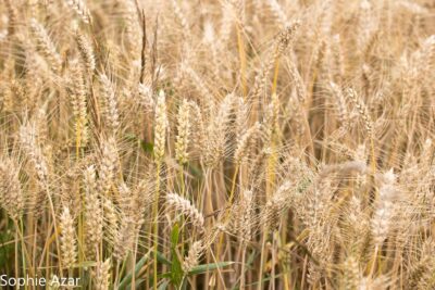 Agrandir l'image 132745