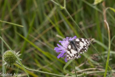Agrandir l'image 132736