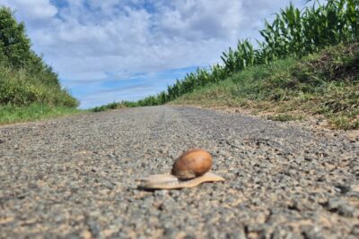 Agrandir l'image 132741