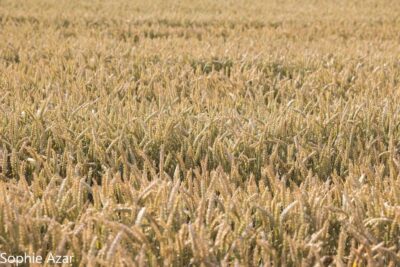 Agrandir l'image 132744