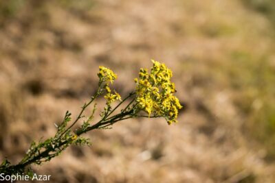 Agrandir l'image 132727