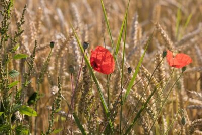 Agrandir l'image 132737