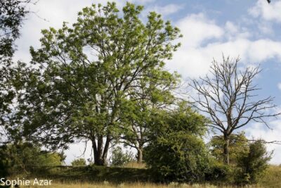 Agrandir l'image 132751