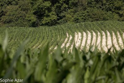 Agrandir l'image 132749