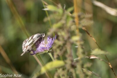 Agrandir l'image 132729